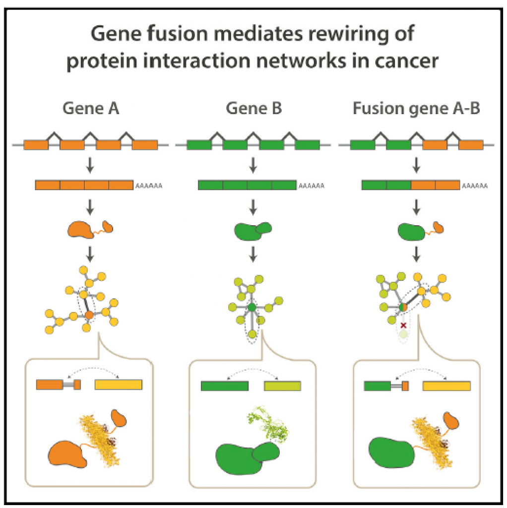 Molecular Principles of Gene Fusion Mediated Rewiring of Protein