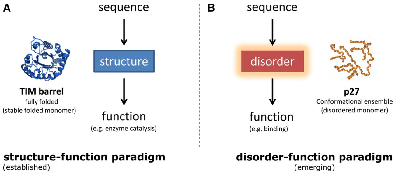 Struct function. Intrinsically disordered proteins. дихотомия pre-structural relational. flat sequence structure. sequences and functions.